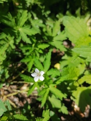 Geranium sibiricum