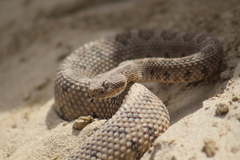 Crotalus enyo
