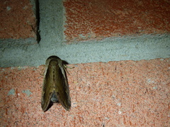 Bellura densa
