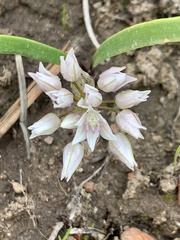 Allium tolmiei