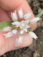 Allium tolmiei