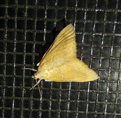 Glaphyria glaphyralis