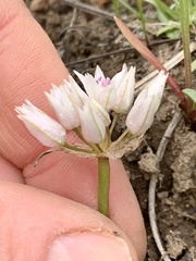 Allium tolmiei