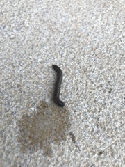 Ommatoiulus rutilans