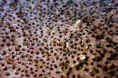 Dodecaceria fewkesi