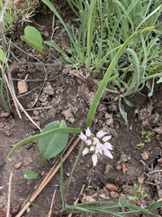 Allium tolmiei