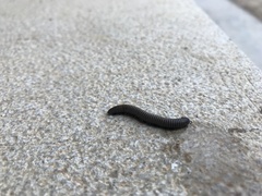 Ommatoiulus rutilans