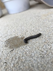 Ommatoiulus rutilans