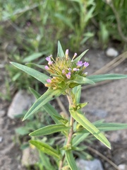 Collomia linearis