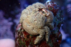 Hapalogaster cavicauda