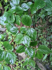 Rhododendron mariesii