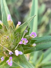 Collomia linearis