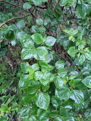 Rhododendron mariesii