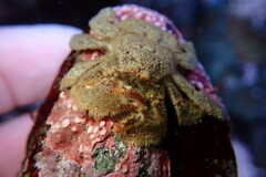 Hapalogaster cavicauda