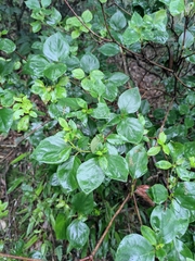 Rhododendron mariesii
