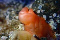 Cnemidocarpa finmarkiensis