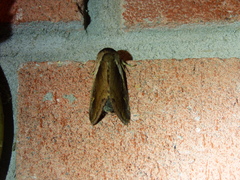 Bellura densa