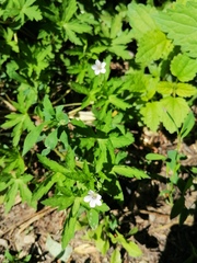 Geranium sibiricum