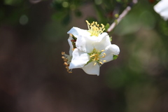 Lindleya mespiloides