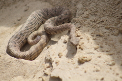 Crotalus enyo