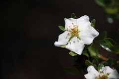 Lindleya mespiloides