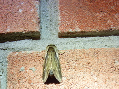 Bellura densa