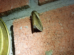 Bellura densa