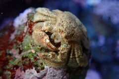 Hapalogaster cavicauda