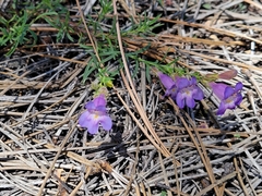 Penstemon linarioides