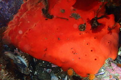 Acarnus erithacus