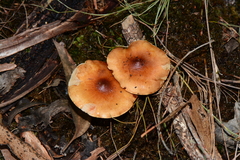 Pholiota communis
