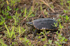 Malayemys macrocephala