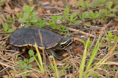 Malayemys macrocephala