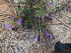 Penstemon linarioides