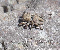 Habronattus virgulatus