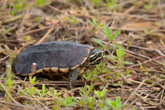 Malayemys macrocephala