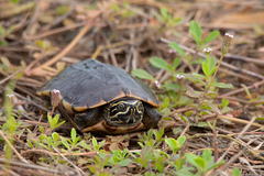 Malayemys macrocephala