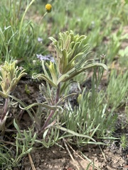 Castilleja oresbia