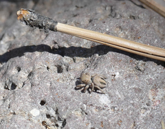 Habronattus virgulatus