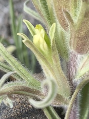 Castilleja oresbia