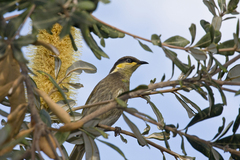 Gavicalis fasciogularis