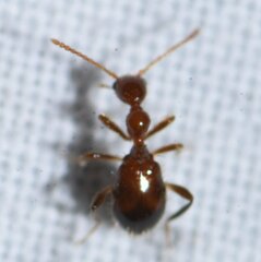 Acanthinus argentinus