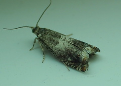 Epinotia subocellana