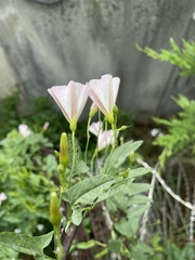 Convolvulus arvensis