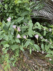 Convolvulus arvensis