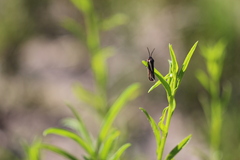 Virbia polyphron