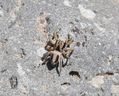 Habronattus virgulatus