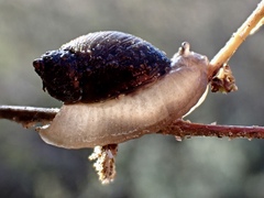Succinea australis