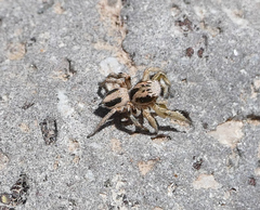 Habronattus virgulatus