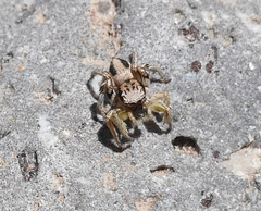Habronattus virgulatus